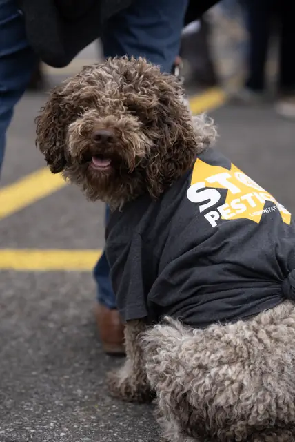 A dog wearing a “Stop pesticides” T-shirt